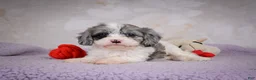 Cavapoo dogs for sale: Ruby - Ad 9