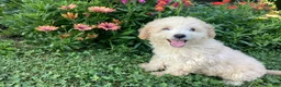 Mini Goldendoodle dogs for sale: Sparkle  - Ad 4