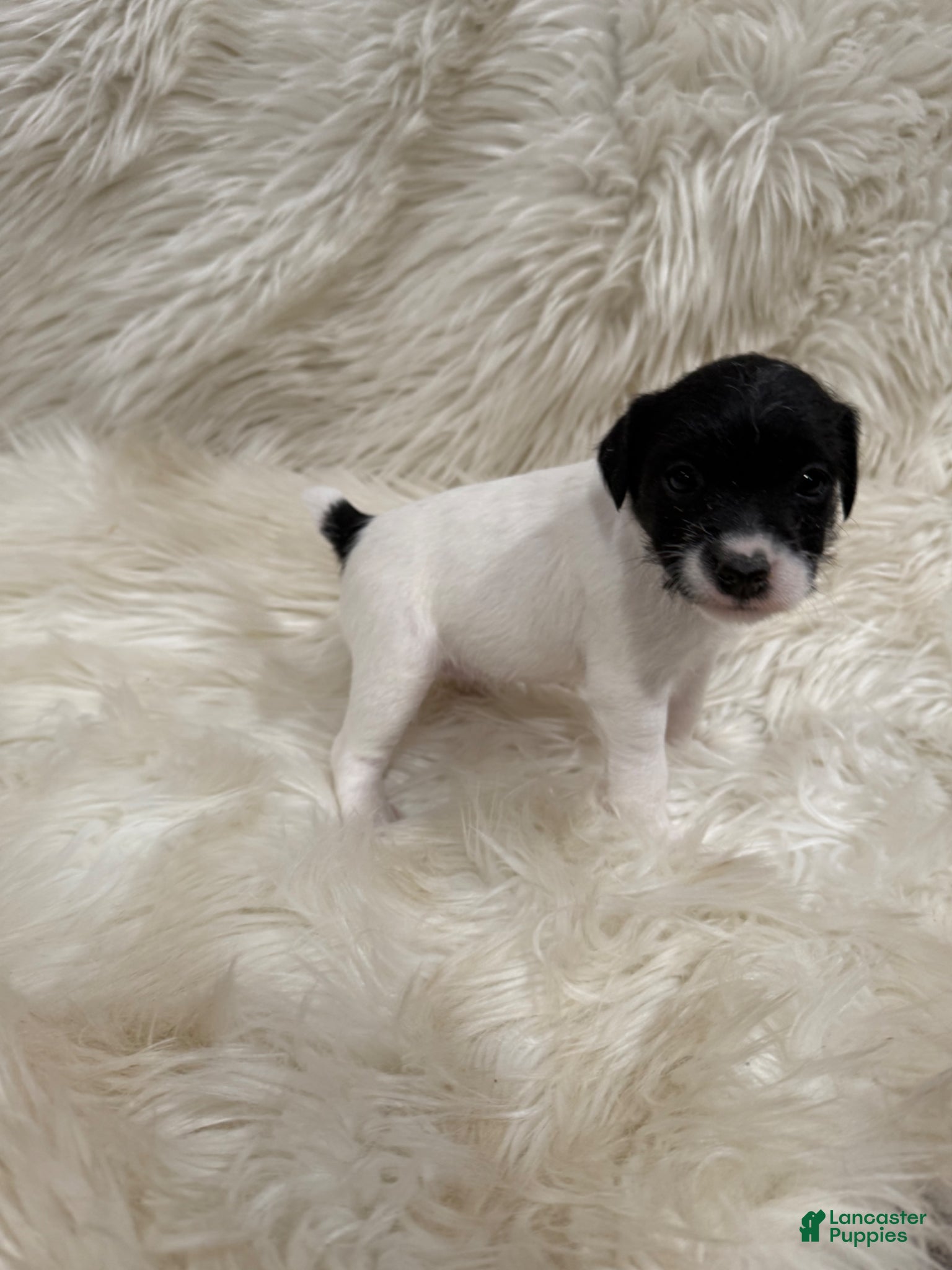 Jack Russell Terrier dogs Jrtca Daisy - Ad 1
