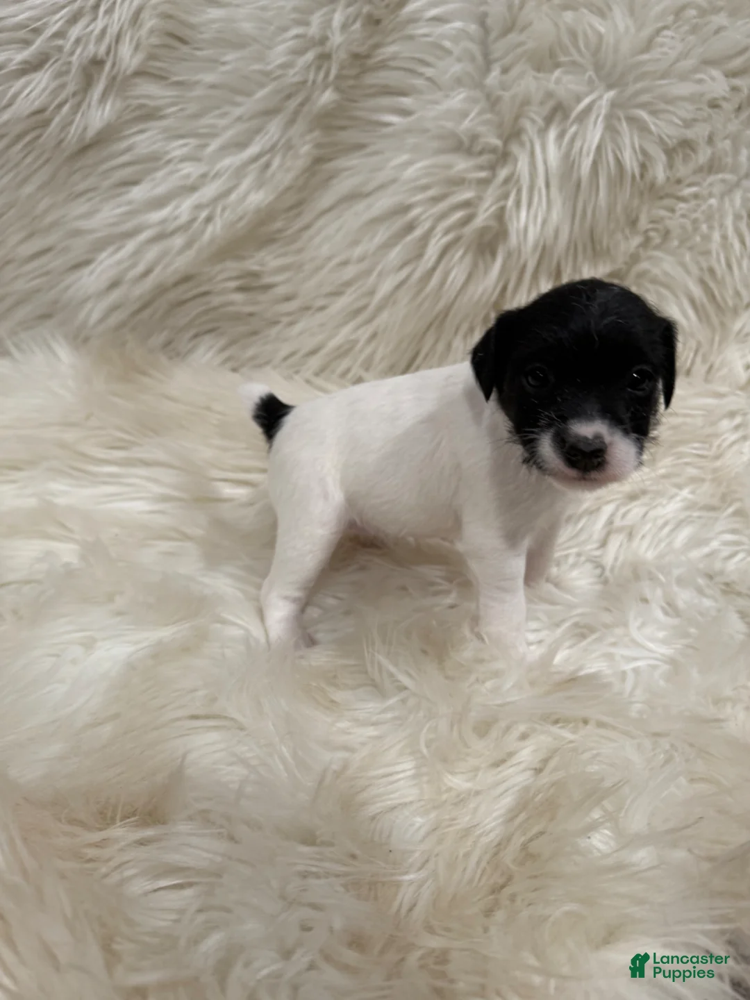 Jack Russell Terrier dogs for sale: Jrtca Daisy - Ad 1