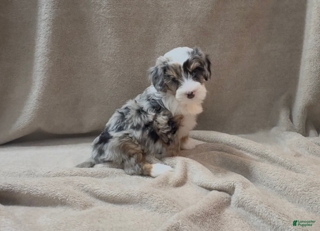 Bernedoodle dogs for sale: Millie - Ad 4