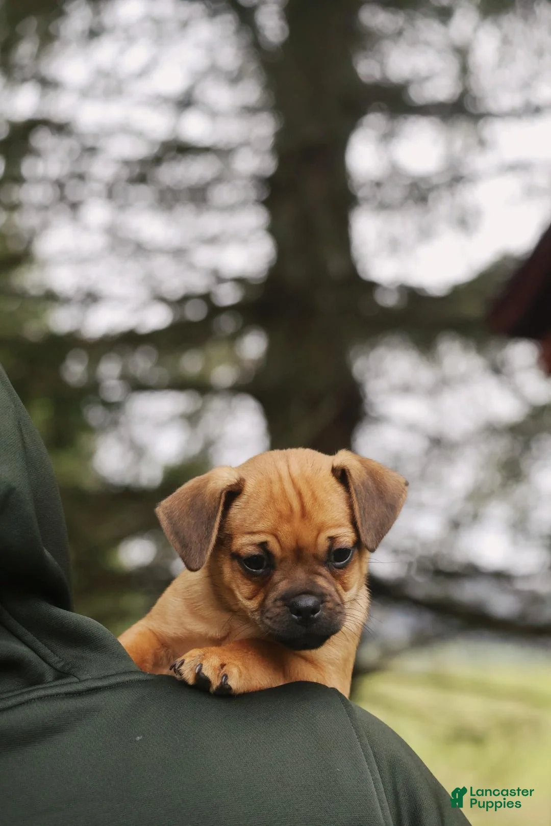 Jug dogs for sale: Bullet - Ad 2