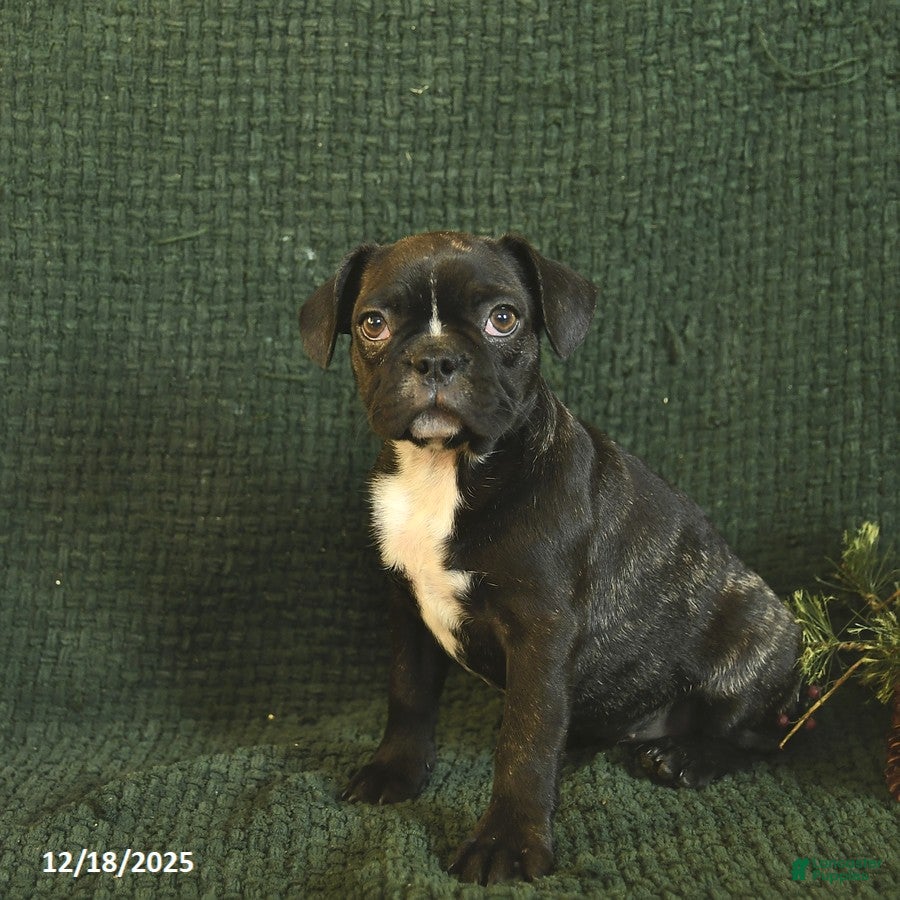 Frenchton dogs Buttercup - Ad 13
