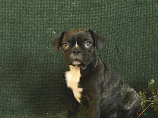 Frenchton dogs Buttercup - Ad 16