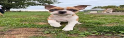 Frenchton dogs for sale: Zotz - Ad 3