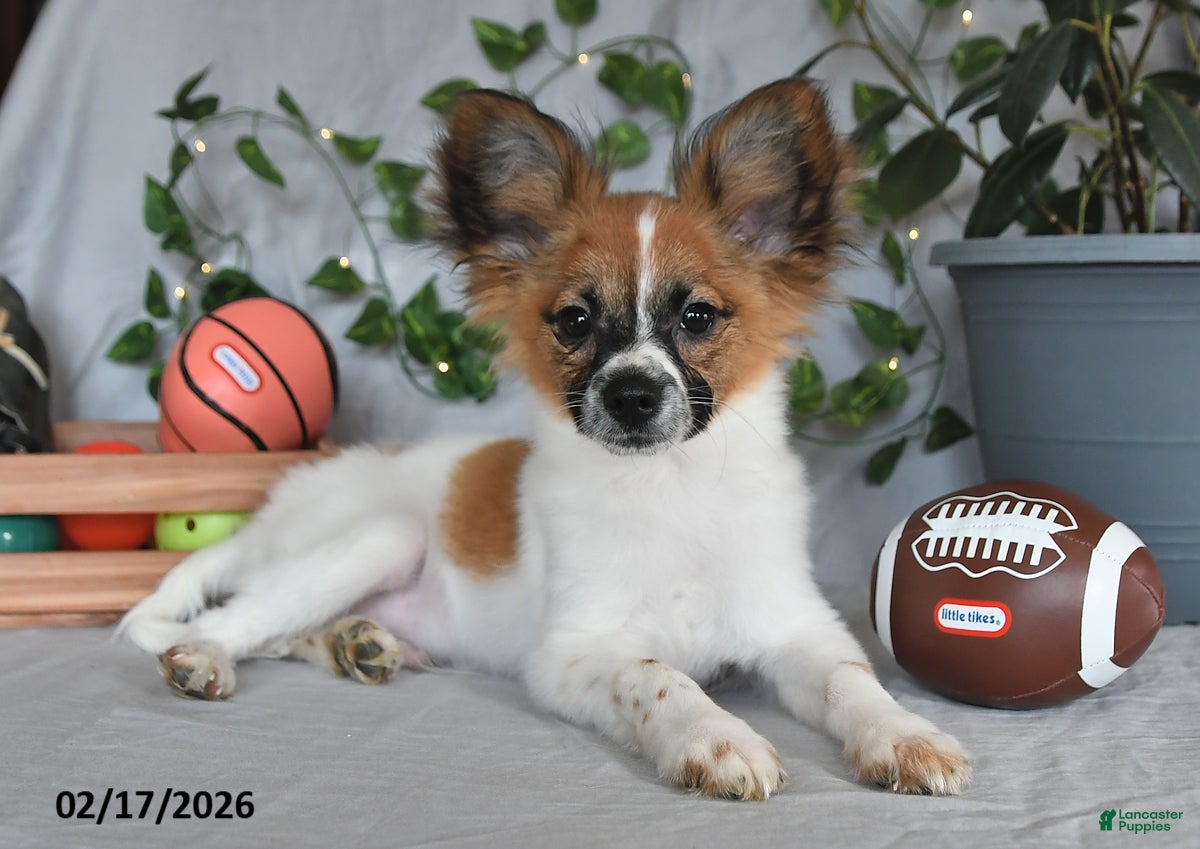 Papillon dogs Oliver - Ad 2