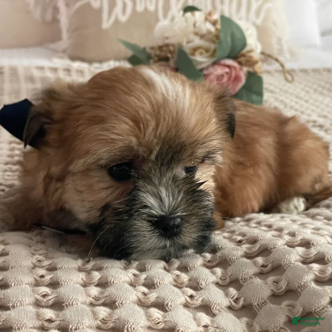 Morkie dogs for sale: Nemo - Ad 2