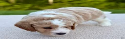 Goldendoodle dogs for sale: Buttons  - Ad 5