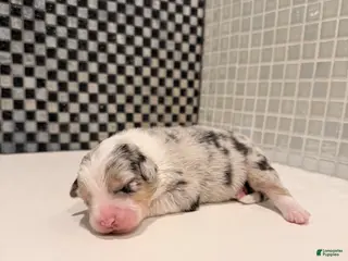 Australian Shepherd dogs for sale: Koa - Ad 2