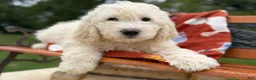 Goldendoodle dogs for sale: Rosé (Girl) - Ad 5