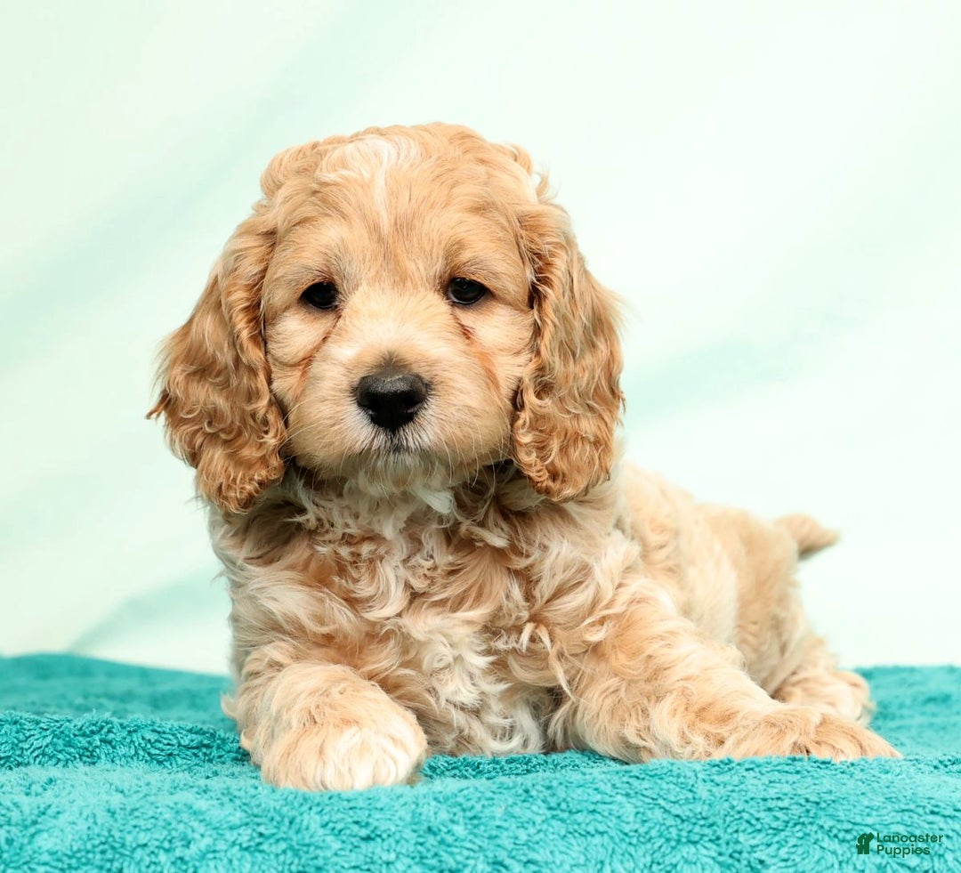 Cockapoo dogs for sale: Nick - Ad 2