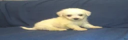 Maltipoo dogs for sale: Paris - Ad 3