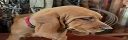 Redbone Coonhound dogs for sale: Hazel - Ad 3