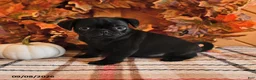 Pug dogs for sale: Danae - Ad 3