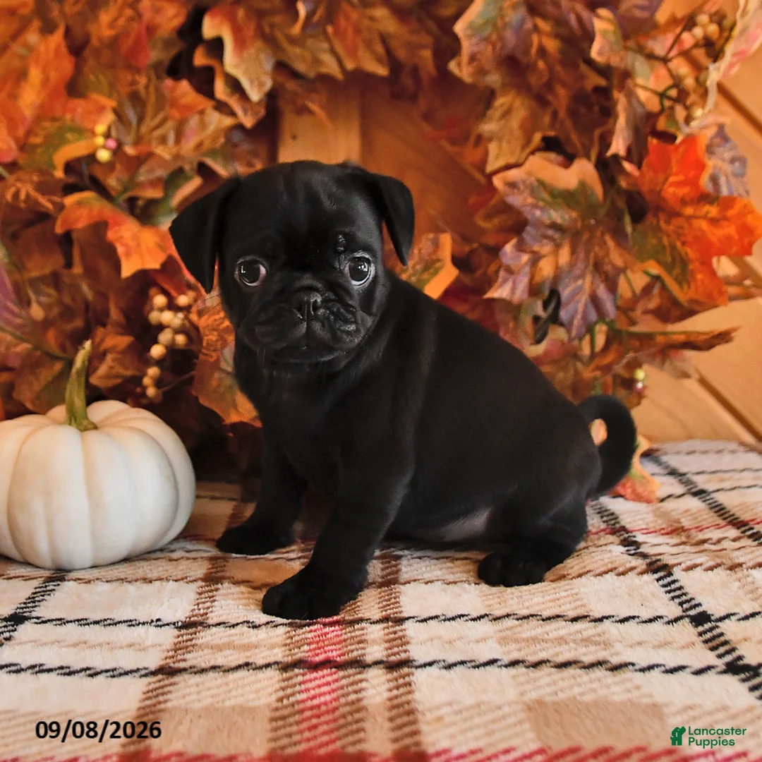 Pug dogs for sale: Danae - Ad 3