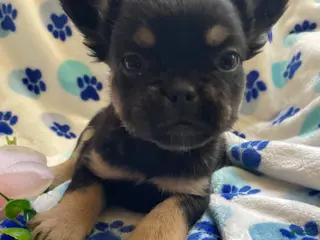 French Bulldog dogs Sambo LONG HAIRED - Ad 23