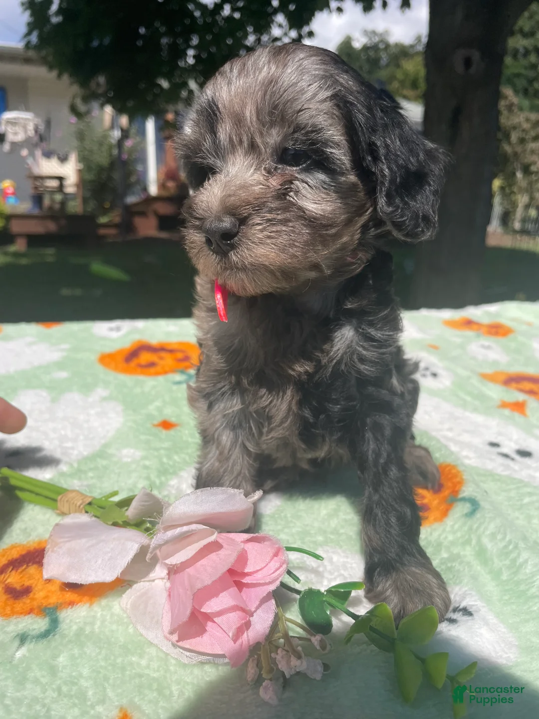 Cavapoo dogs for sale: Lulu - Ad 4