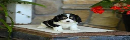 Cavapoo dogs for sale: Jackson - Ad 1