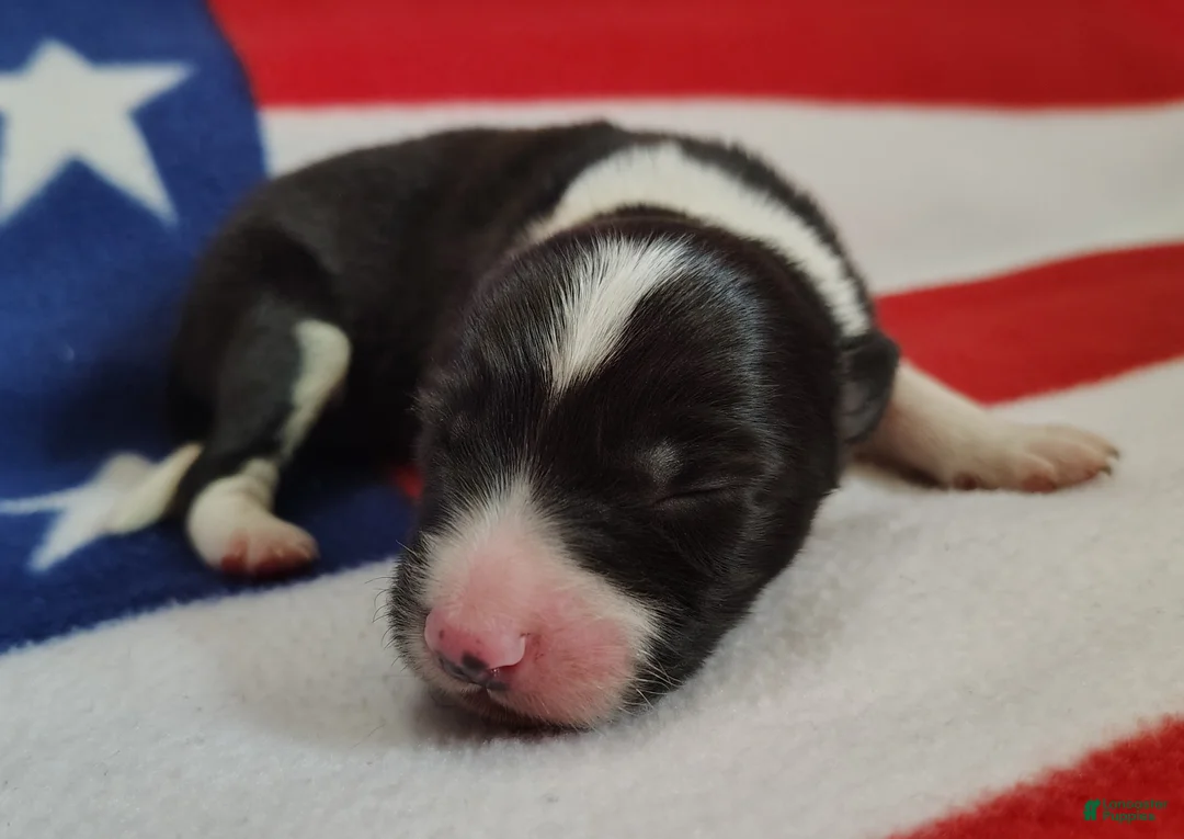 Border Collie dogs for sale: Giligan  - Ad 1