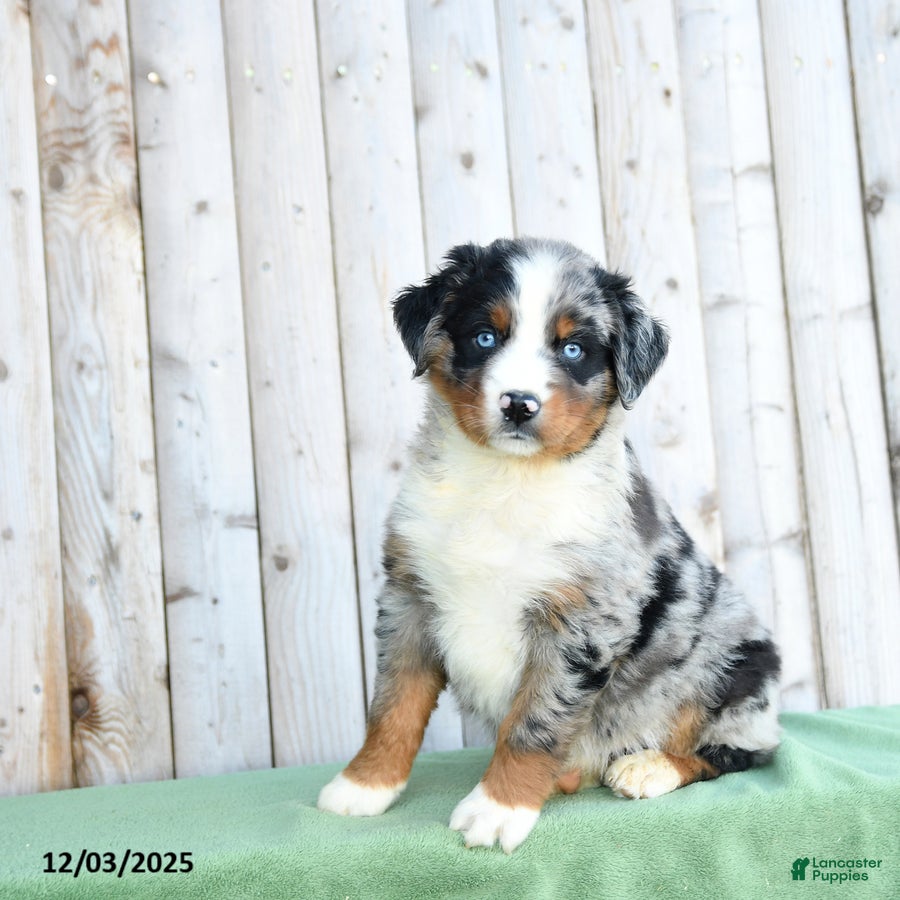 Australian Shepherd dogs Daryl - Ad 7