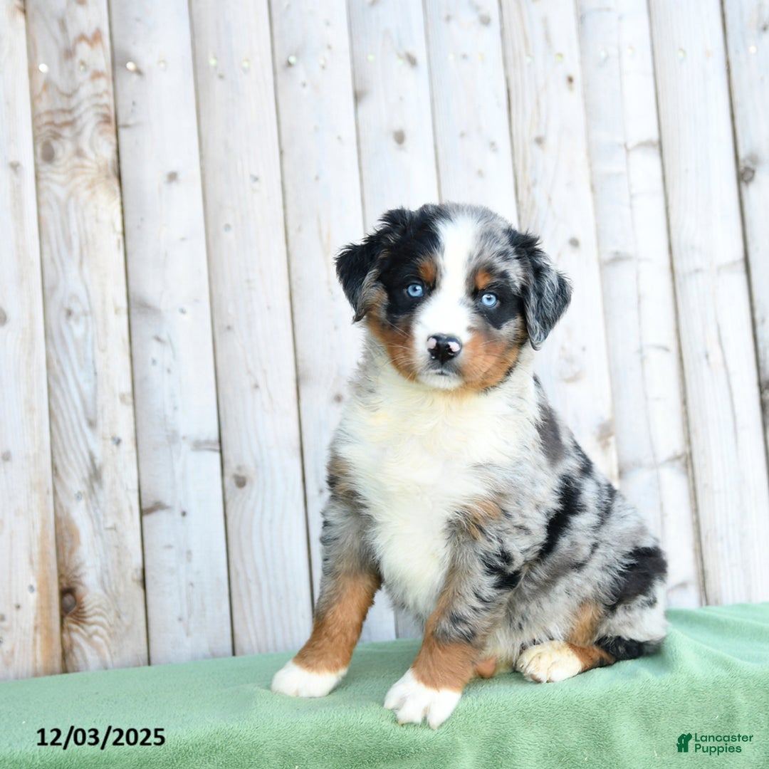 Australian Shepherd dogs for sale: Daryl - Ad 1