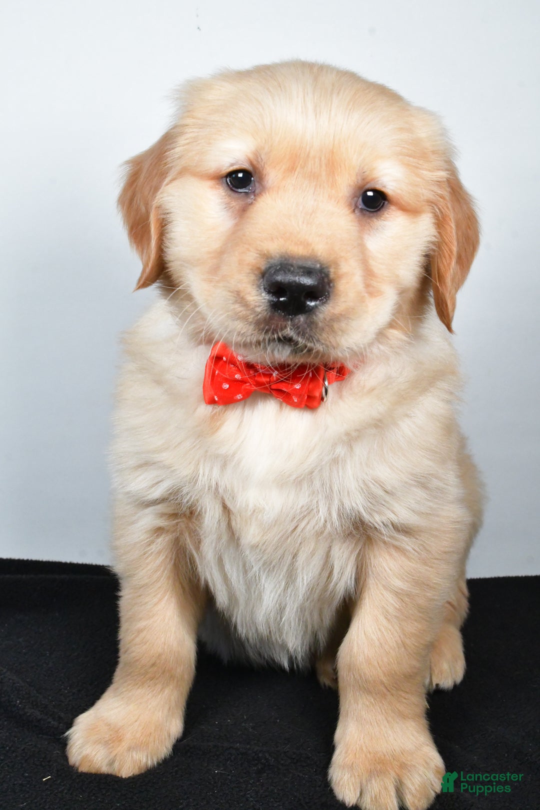 Golden Retriever dogs for sale: Jasper - Ad 7
