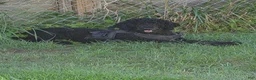 Standard Poodle dogs for sale: Standard Poodle 1 - Ad 4