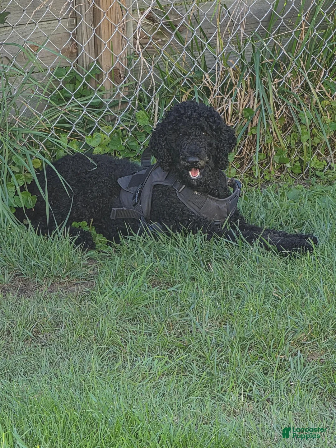 Standard Poodle dogs for sale: Standard Poodle 1 - Ad 4