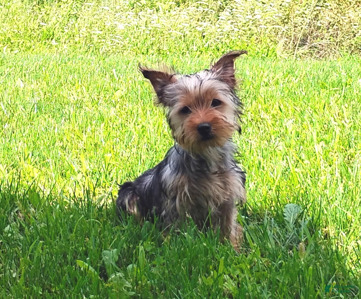 Yorkshire Terrier dogs Lilibet - Ad 2