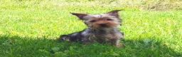 Yorkshire Terrier dogs for sale: Lilibet - Ad 6