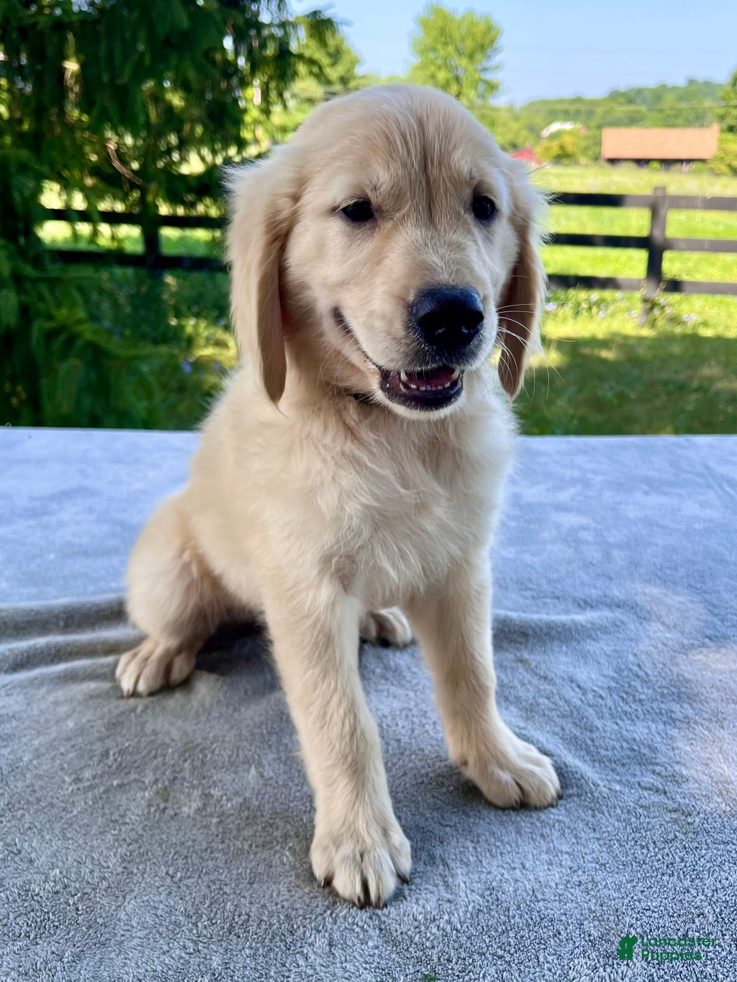 Golden Retriever dogs Ozzy - Ad 2