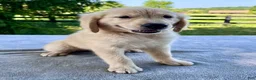 Golden Retriever dogs for sale: Ozzy - Ad 2