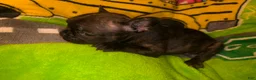 French Bulldog dogs for sale: Britney brindle - Ad 2