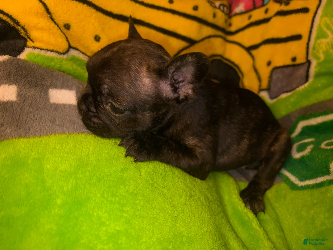 French Bulldog dogs for sale: Britney brindle - Ad 2