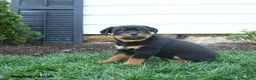 Rottweiler dogs for sale: Clancy - Ad 5