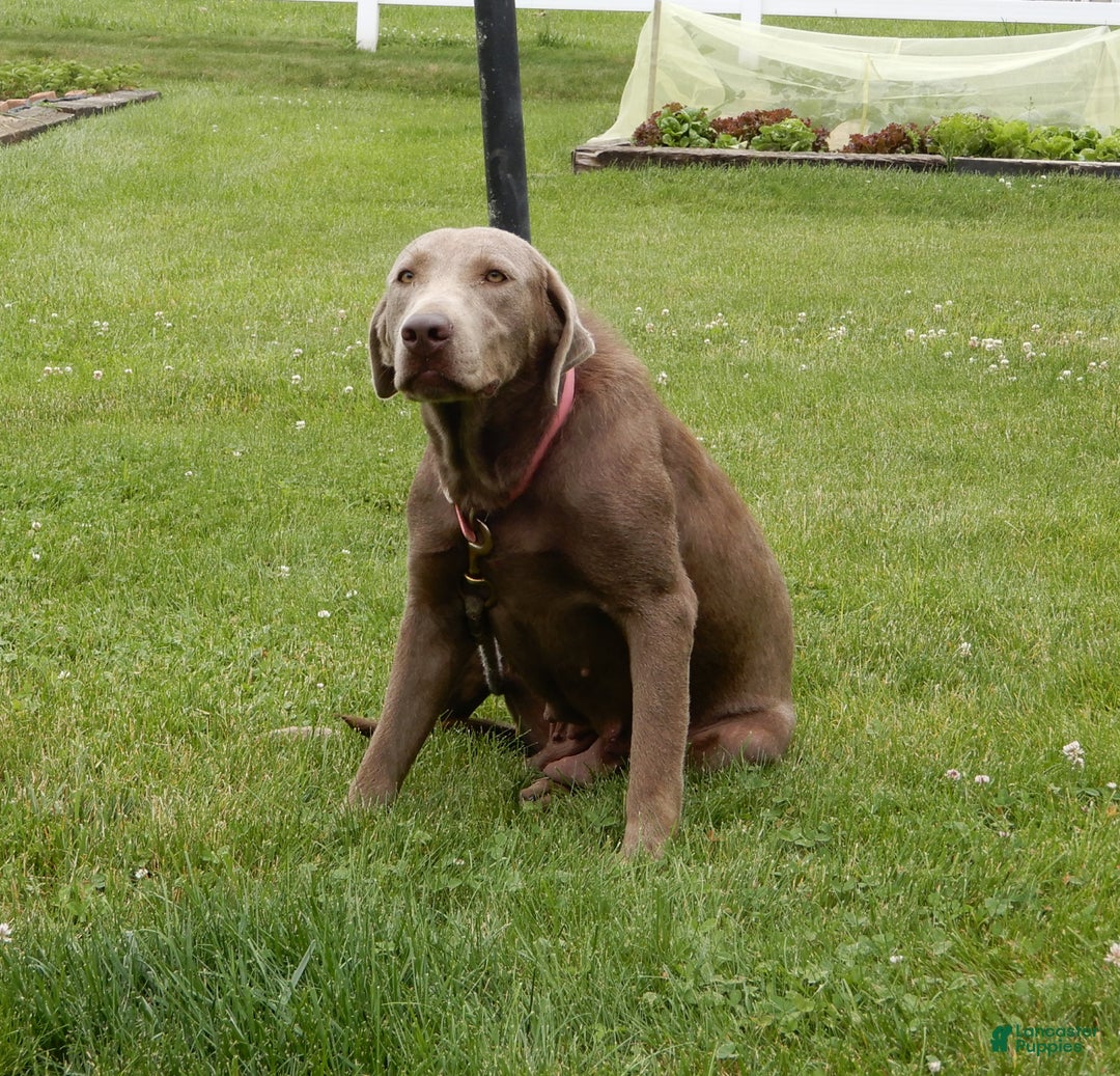 Labradoodle dogs for sale: Mrs. Claus  - Ad 9