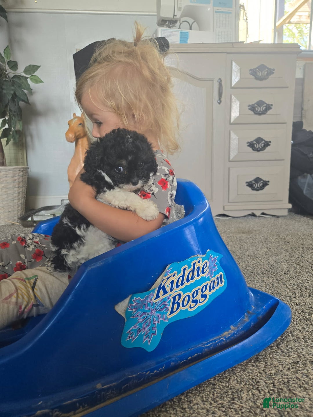 Cavapoo dogs for sale: Sasha - Ad 33