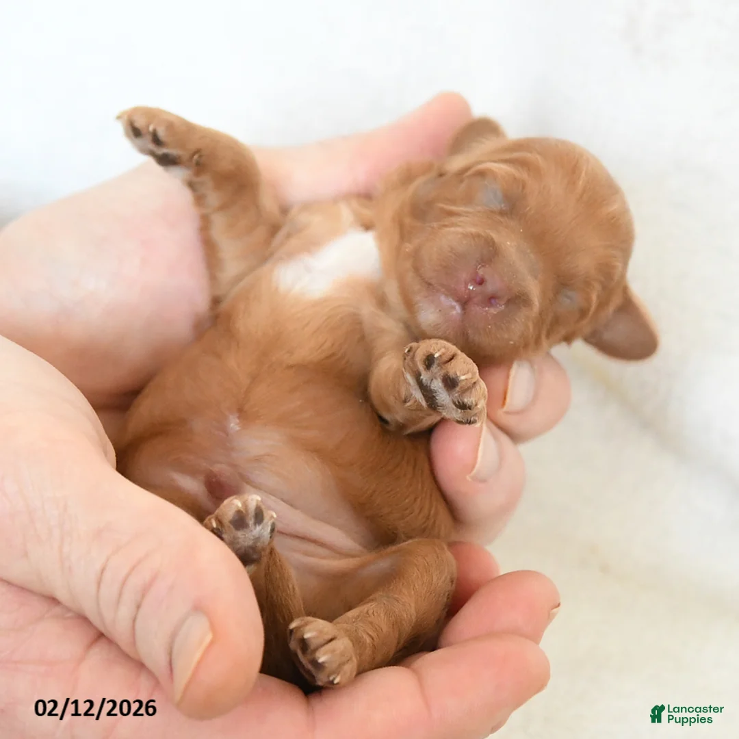 Cavapoo dogs for sale: Buddy - Ad 4