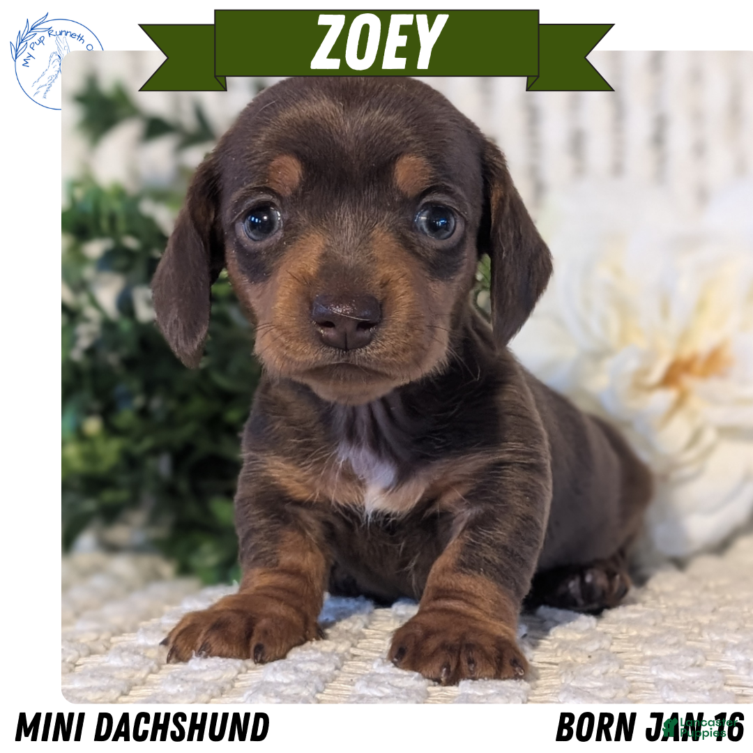 Miniature Dachshund dogs Zoey - Ad 1