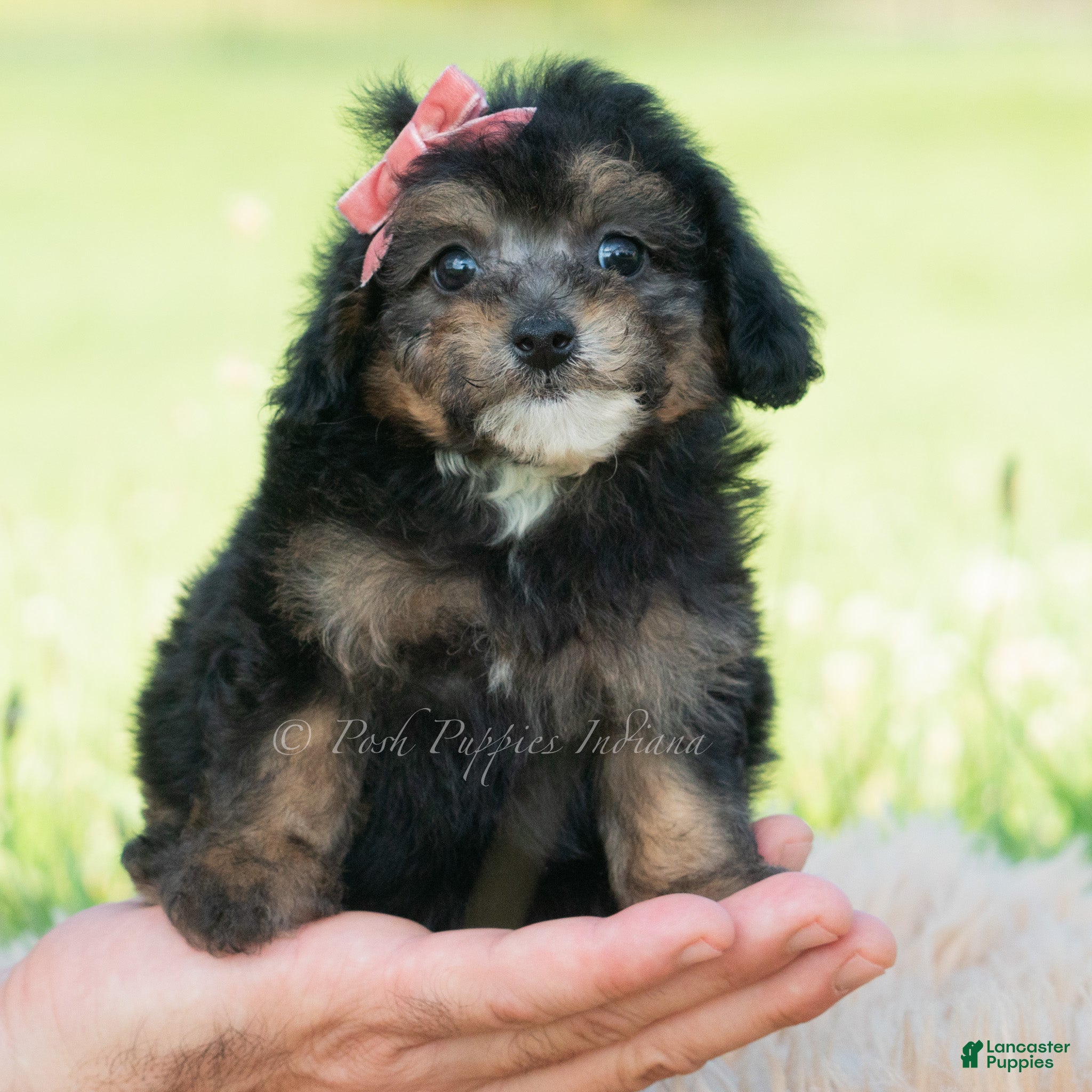 Miniature Poodle dogs Delani - Ad 1