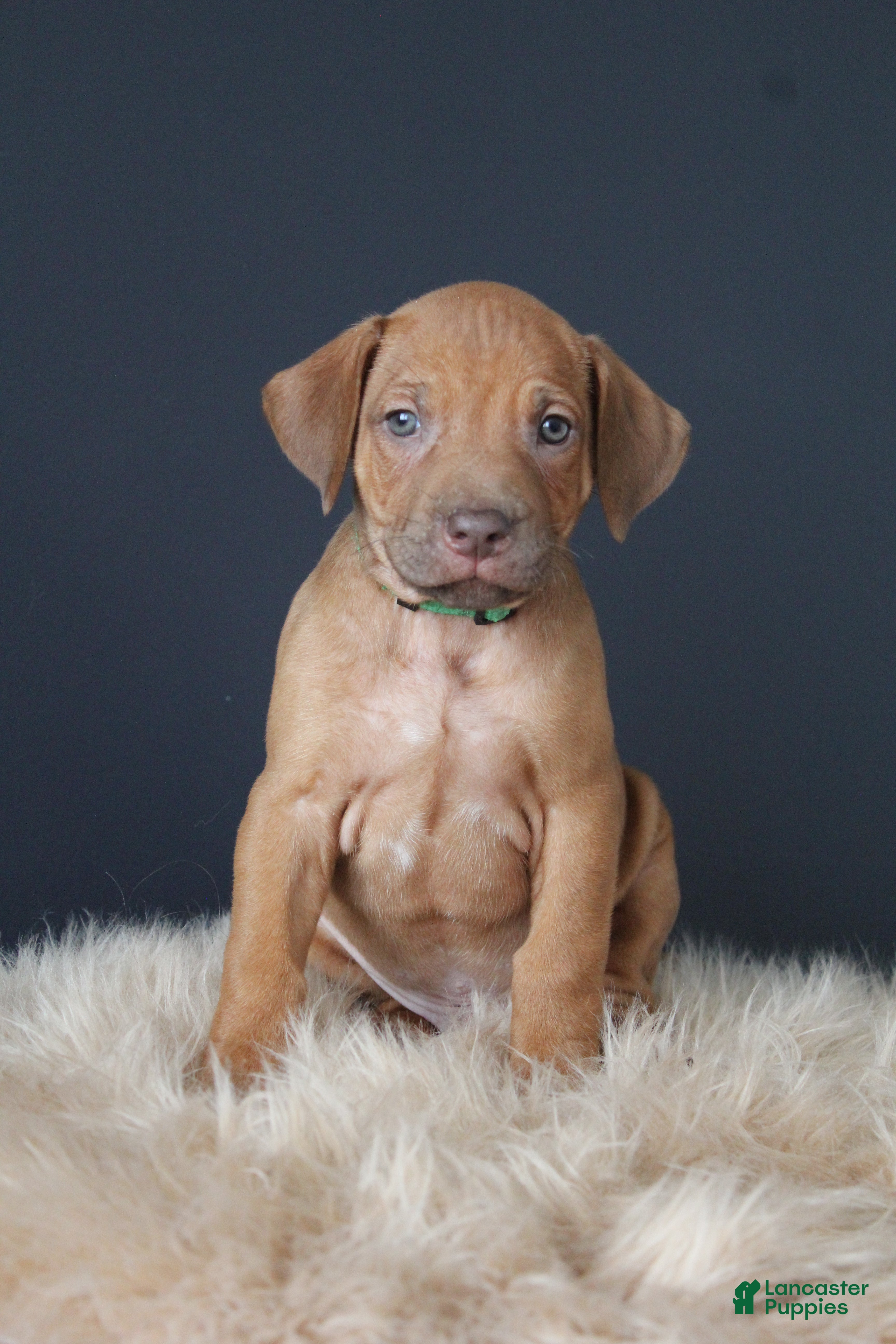 Rhodesian Ridgeback dogs Kai - Ad 1