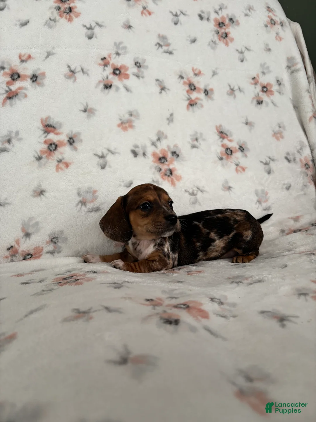 Miniature Dachshund dogs for sale: Miniature Dachshund Puppy 3 - Ad 10