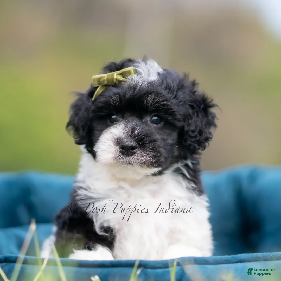 Maltipoo dogs for sale: Tuxedo - Ad 2