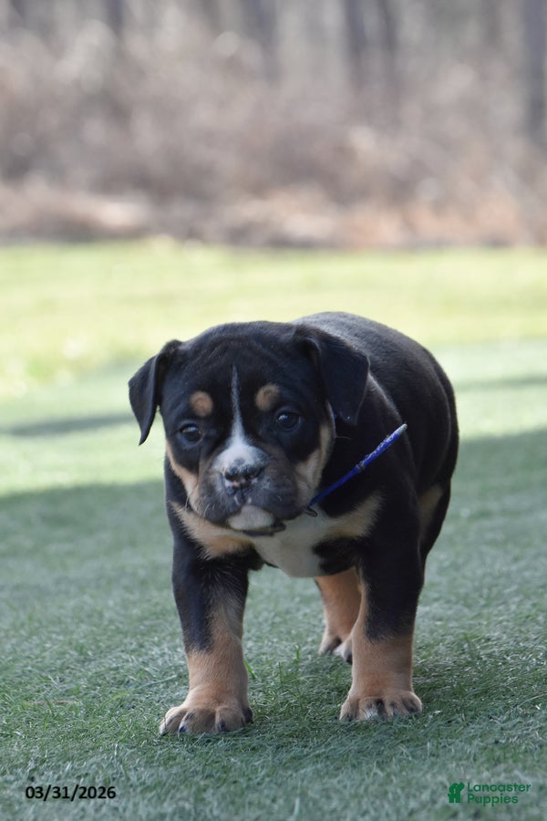 Olde English Bulldogge dogs Willow - Ad 2