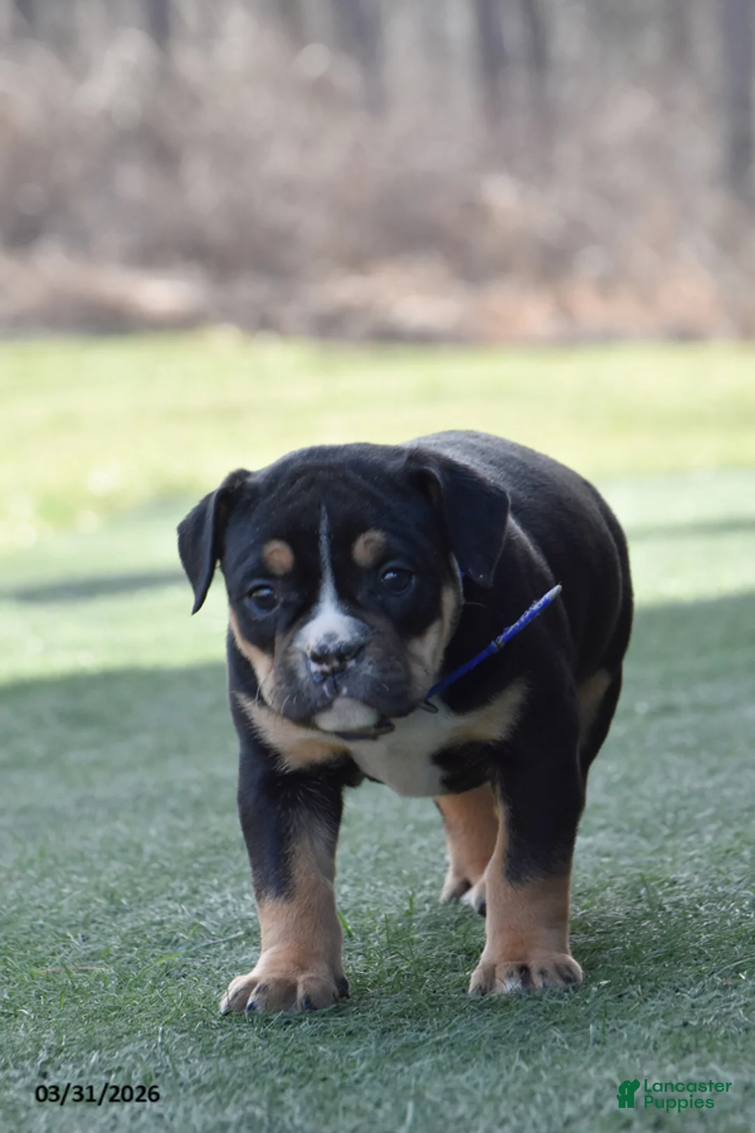 Olde English Bulldogge dogs for sale: Willow - Ad 2