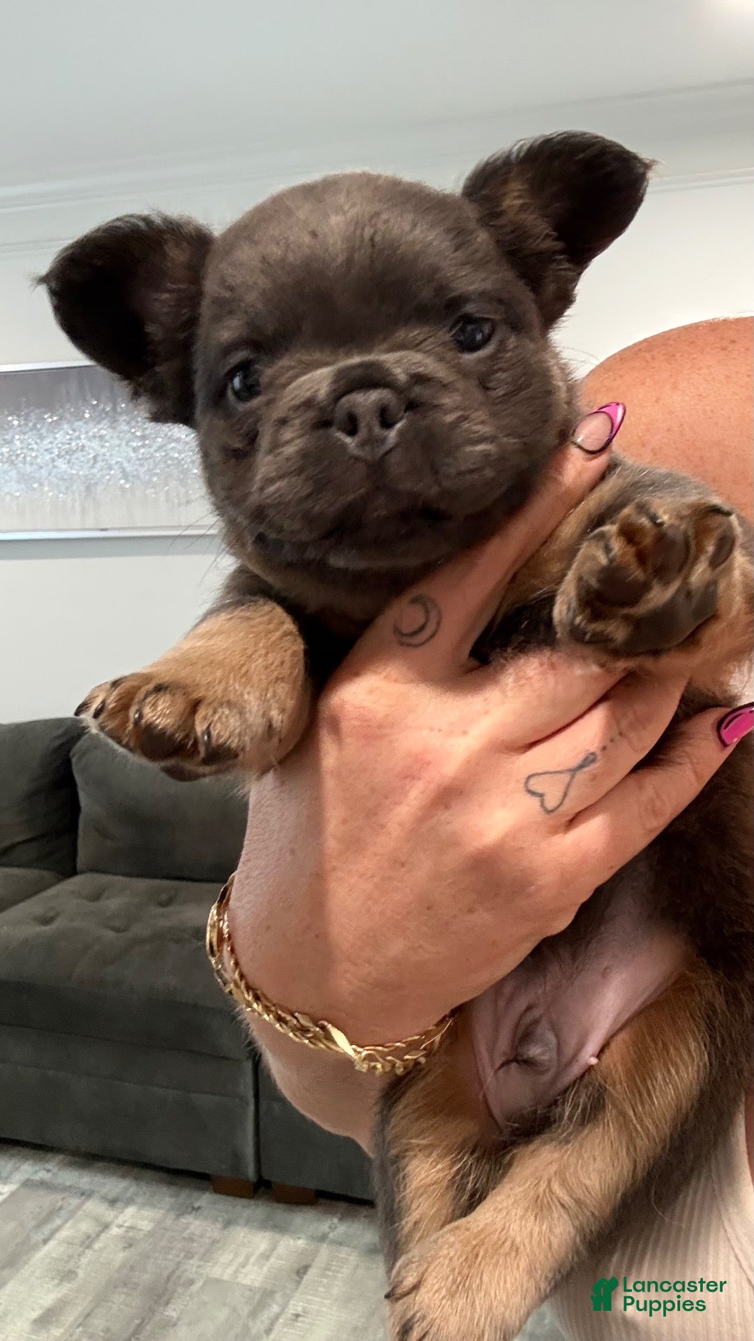 French Bulldog dogs for sale: Six  - Ad 2