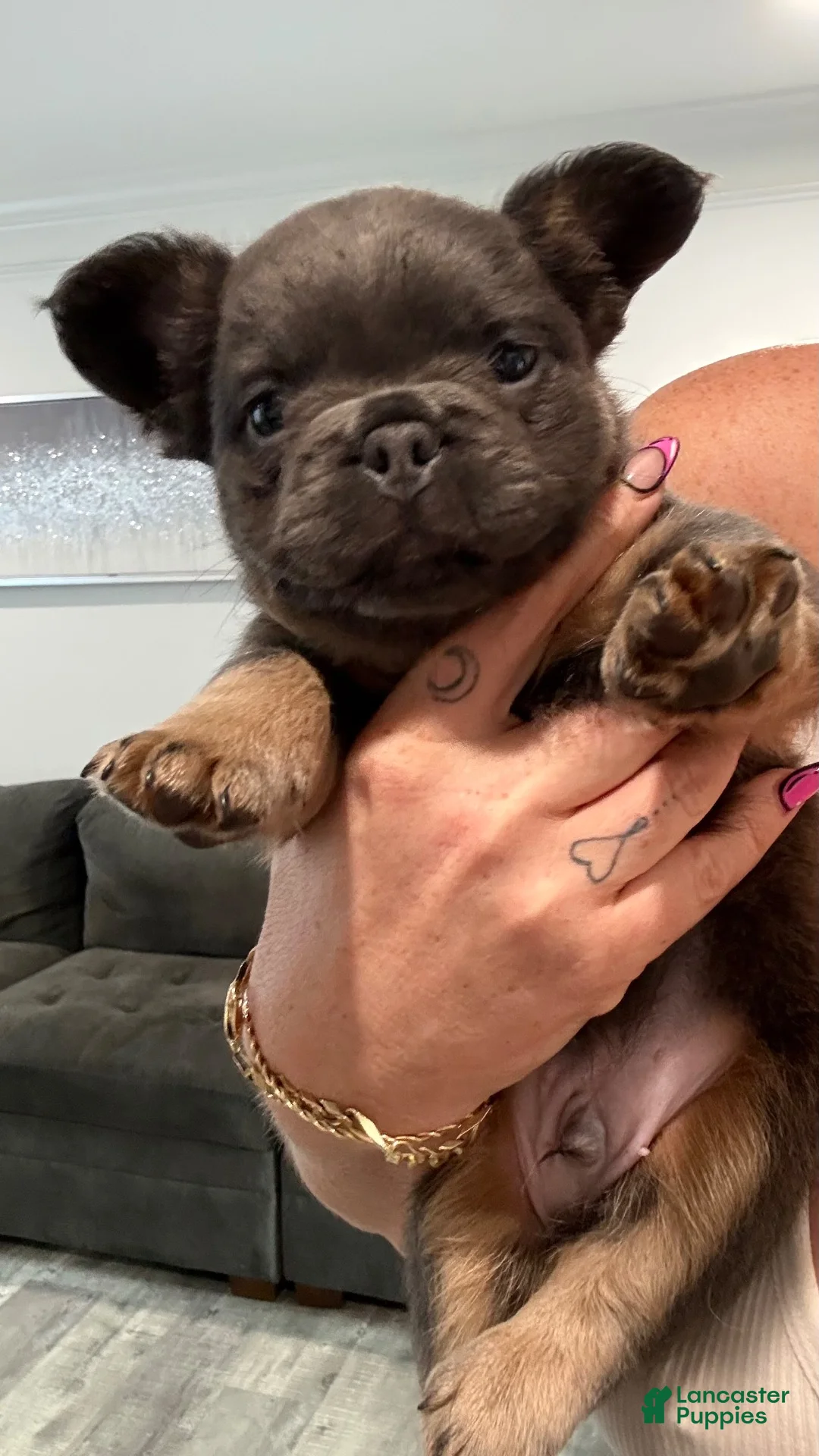 French Bulldog dogs for sale: Six  - Ad 1