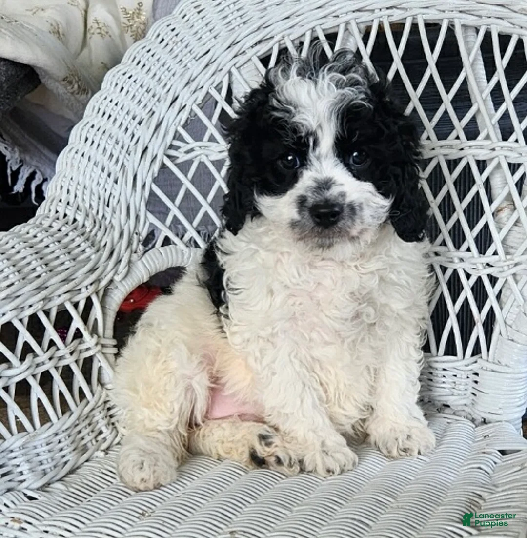 Cavapoo dogs for sale: Glitter - Ad 4