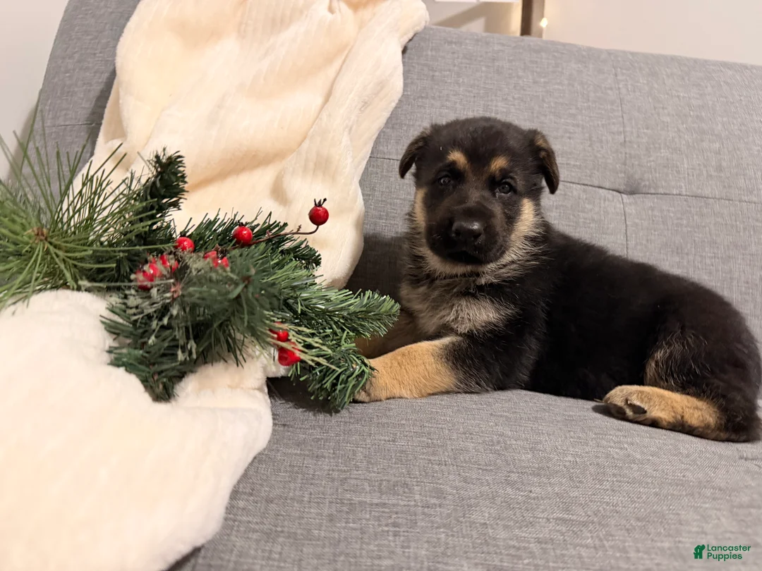 German Shepherd dogs for sale: German Shepherd Puppy 2 - Ad 2