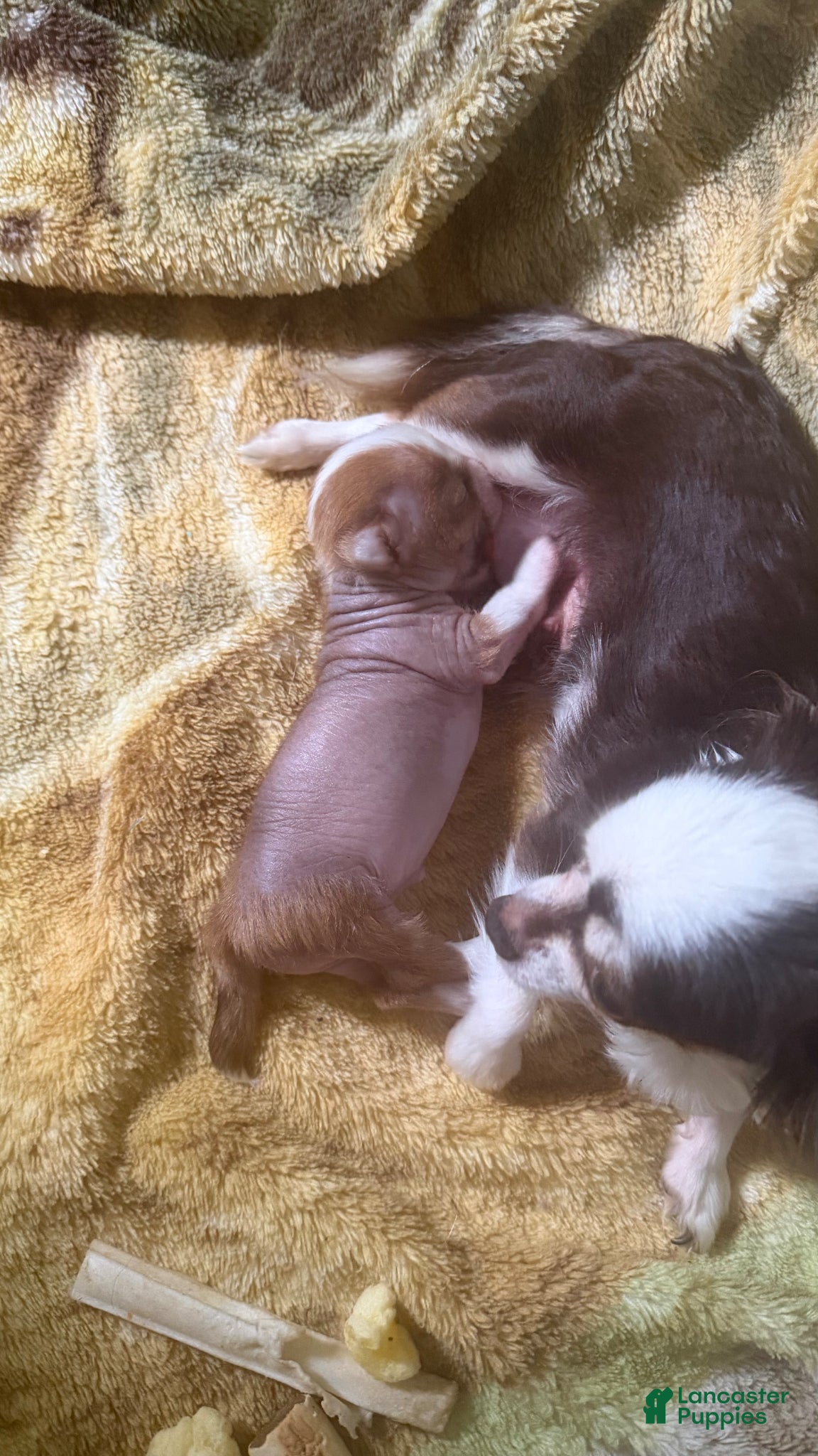 Chihuahua dogs Chihuahua Puppy 1 - Ad 2